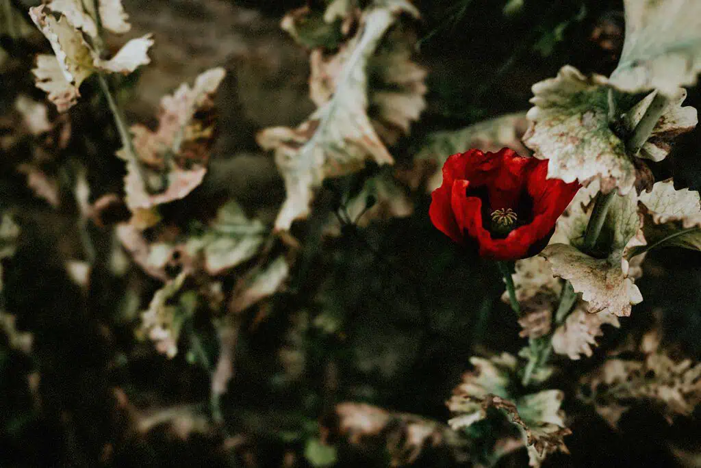North East wedding photographer in Newcastle upon Tyne Andy Turner image of a red poppy