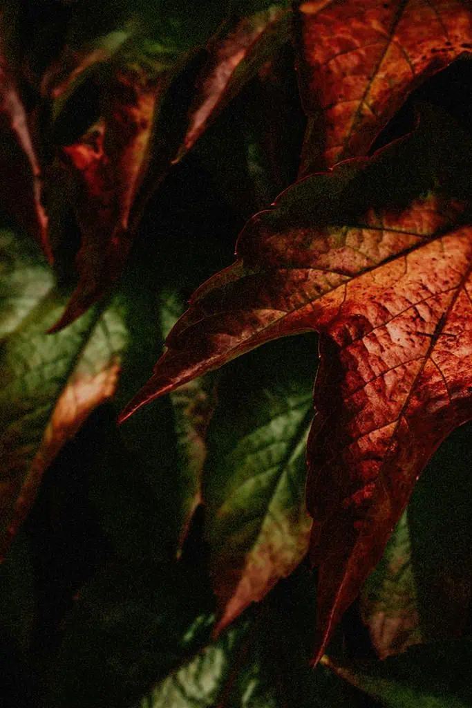 North East wedding photographer in Newcastle upon Tyne Andy Turner image of red and green ivy